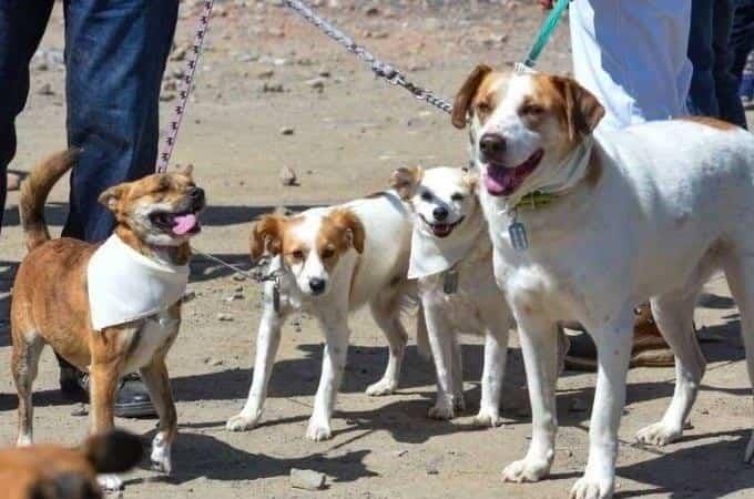 Los daños que provoca la ceniza en humanos y mascotas