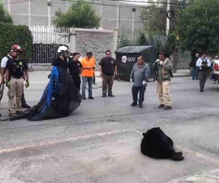 Se pasea oso al sur de Monterrey; lo capturan para atenderlo