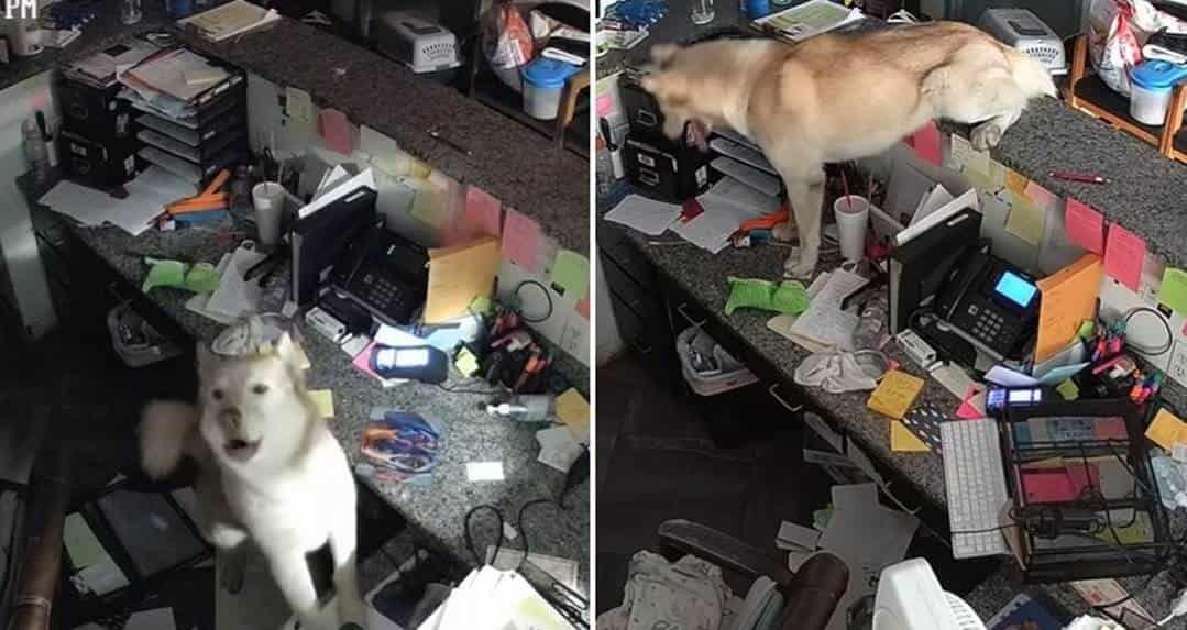 Perro causa estragos en refugio donde estaba y se viraliza Perro causa estragos en refugio donde estaba y se viraliza