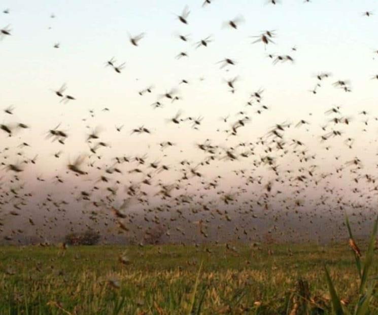 Una depredadora langosta en pena Una depredadora langosta en pena