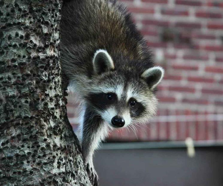 Mujer lleva mapache a tienda de mascotas y lo sacrifican Mujer lleva mapache a tienda de mascotas y lo sacrifican