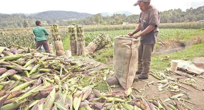 Solicita EU consultas por maíz transgénico