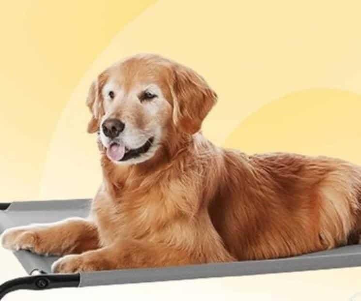 Tercera ola de calor en México, ¿Cómo proteger a tu mascota?