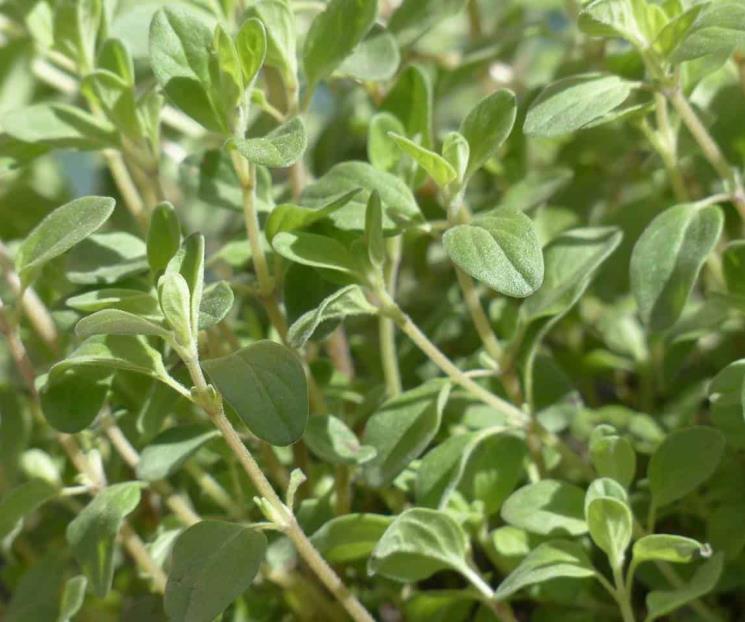 Siete beneficios de la mejorana