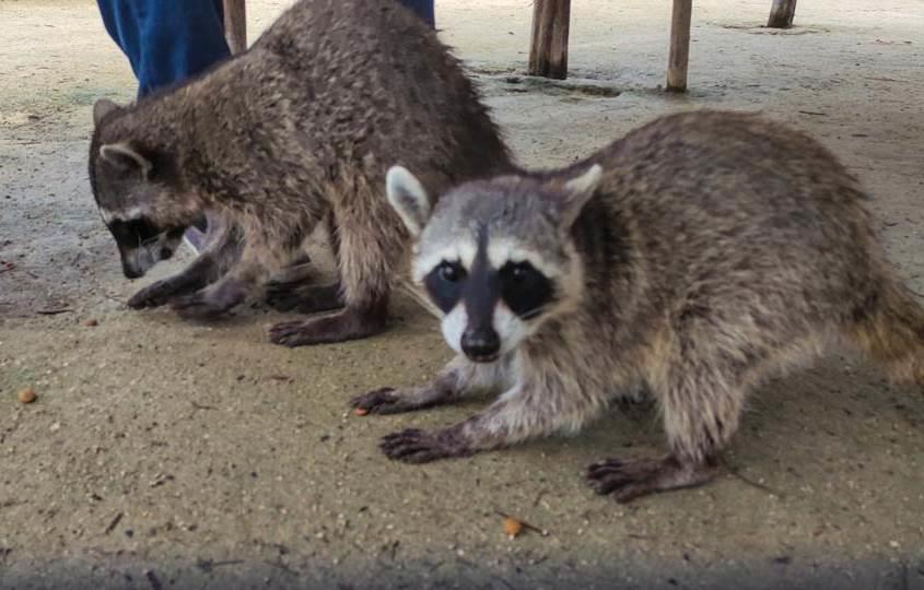 Destaca AMLO creación de pasos de fauna en Tren Maya