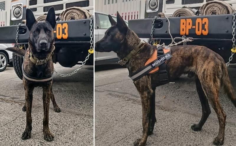 Hallan muerto a perro bombero desaparecido en Uruapan Hallan muerto a perro bombero desaparecido en Uruapan