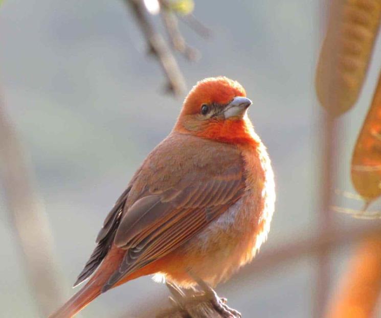 Llama a preservar riqueza natural del Cerro de la Silla Llama a preservar riqueza natural del Cerro de la Silla