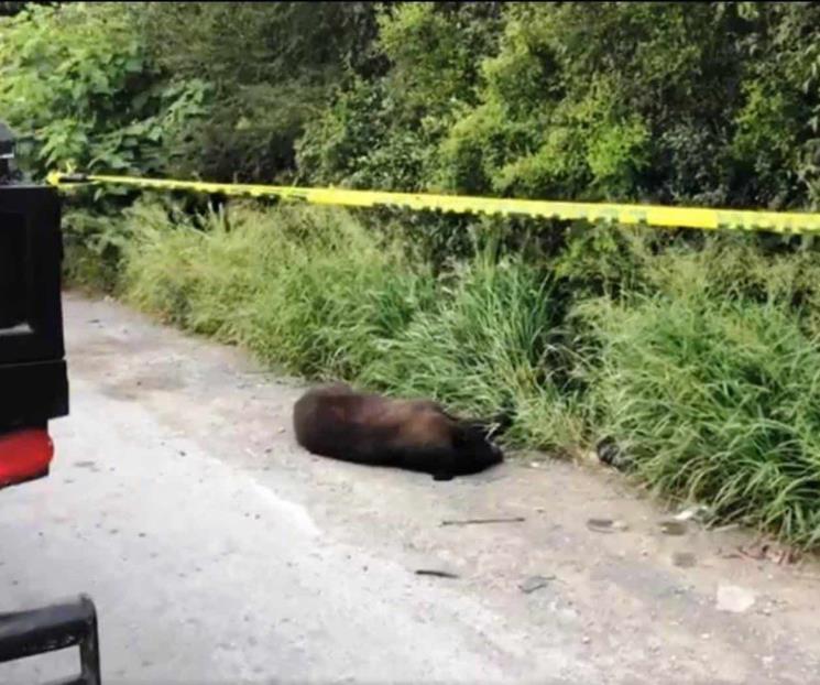 Encuentran oso sin vida en Montemorelos