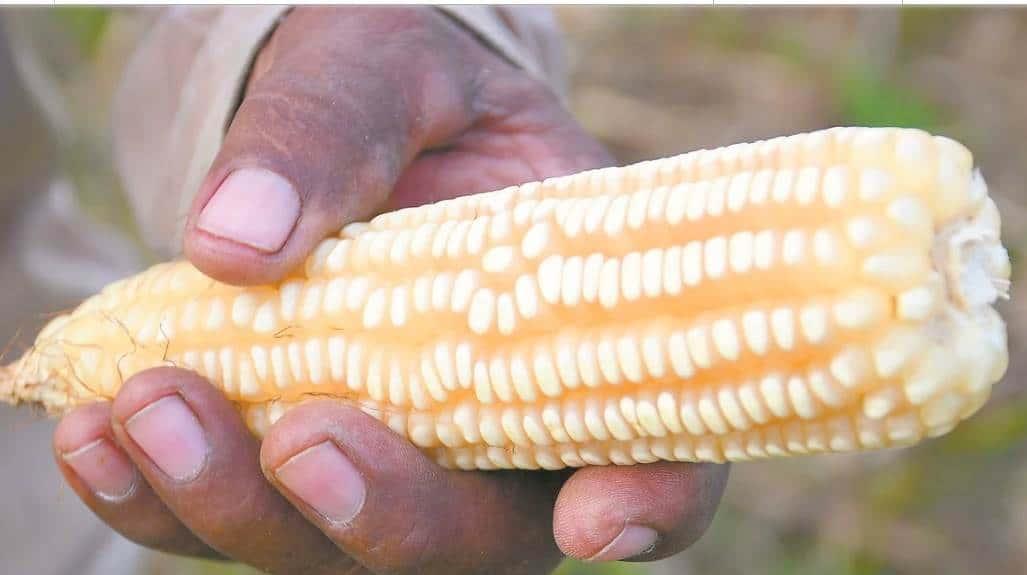 EU más decidido a irse a panel contra México por maíz