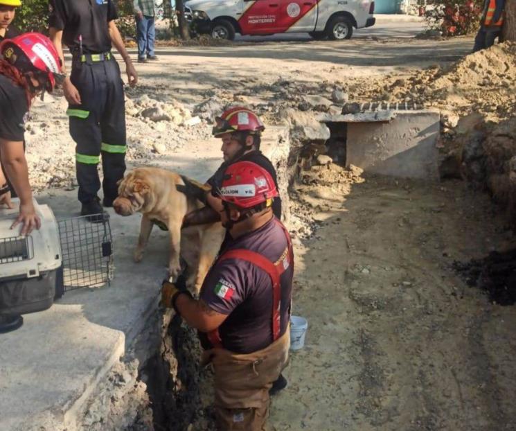 Rescatan a perro atrapado en zanja