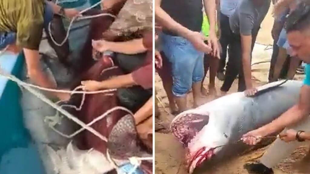 Tiburón mata a turista y autoridades lo cazan en Egipto Tiburón mata a turista y autoridades lo cazan en Egipto