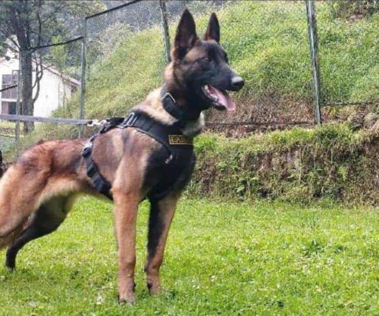 Niños sobrevivientes estuvieron con perro rescatista Wilson
