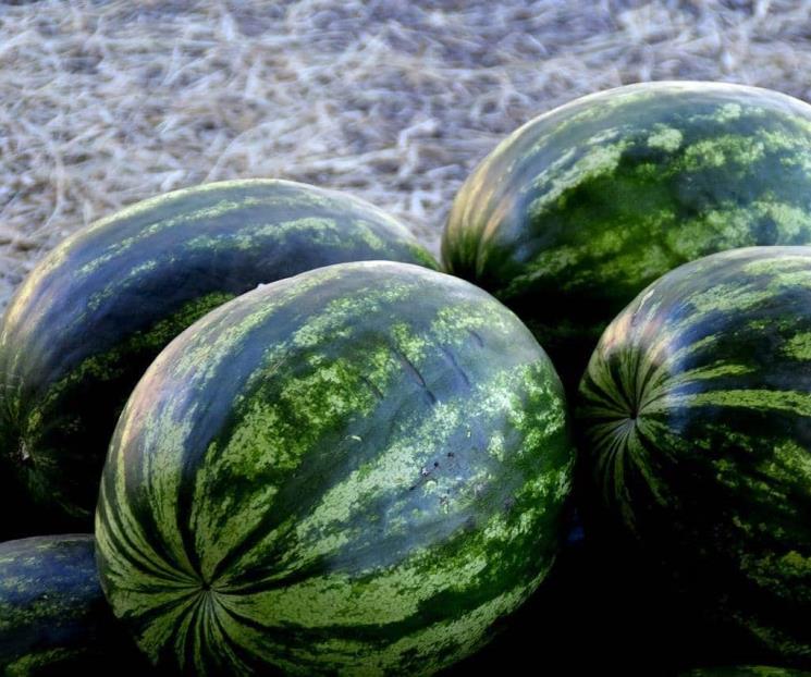 Agricultor español regala 100 mil kilos de sandías