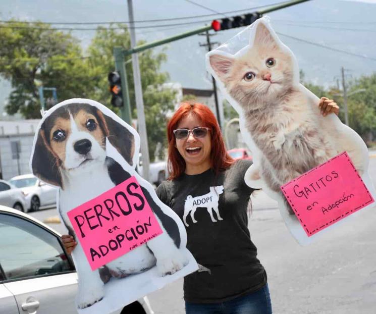 Invitan a regios a adoptar gatos y perros
