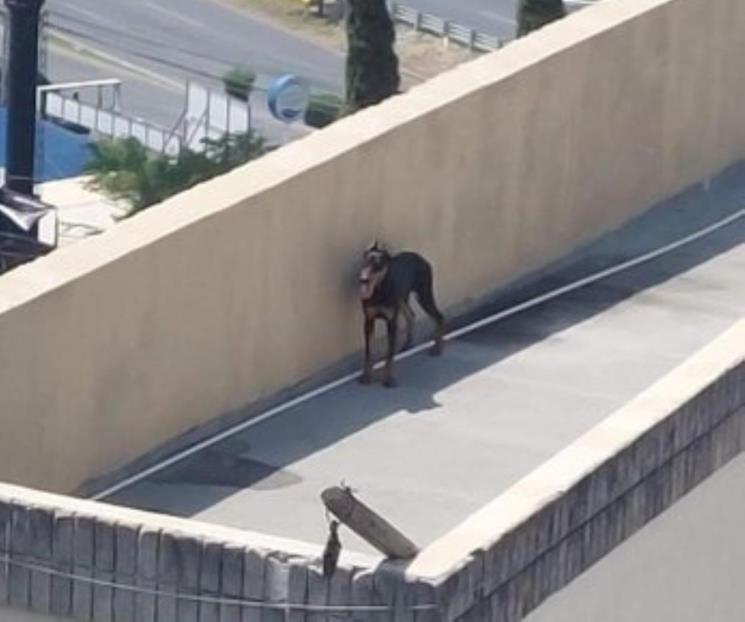 Ante ola de calor captan a perro en azotea