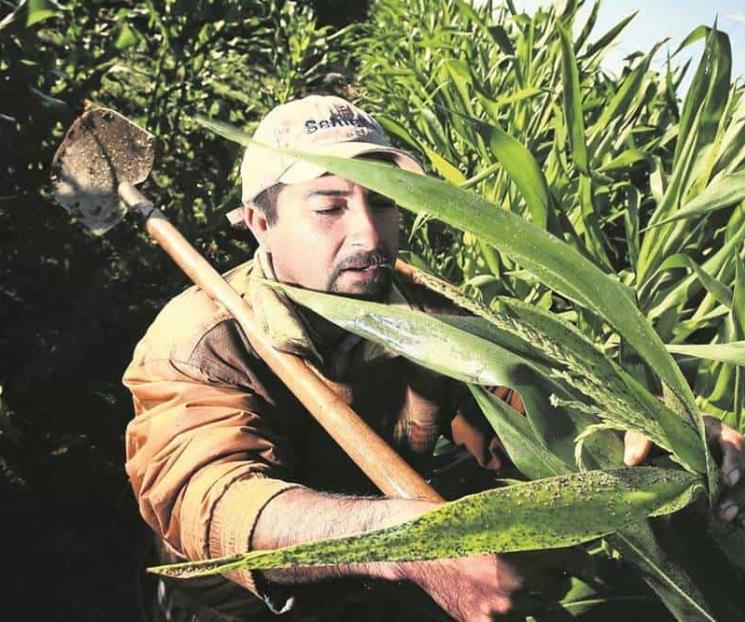 Altas temperaturas comprometen cosecha de maíz Altas temperaturas comprometen cosecha de maíz
