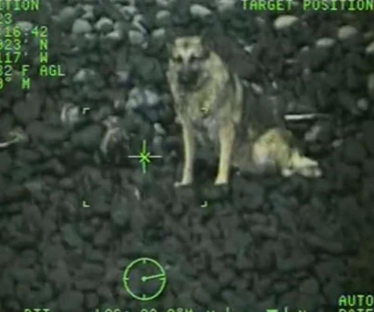 Guardia Costera de EU rescata a pastor alemán en playa