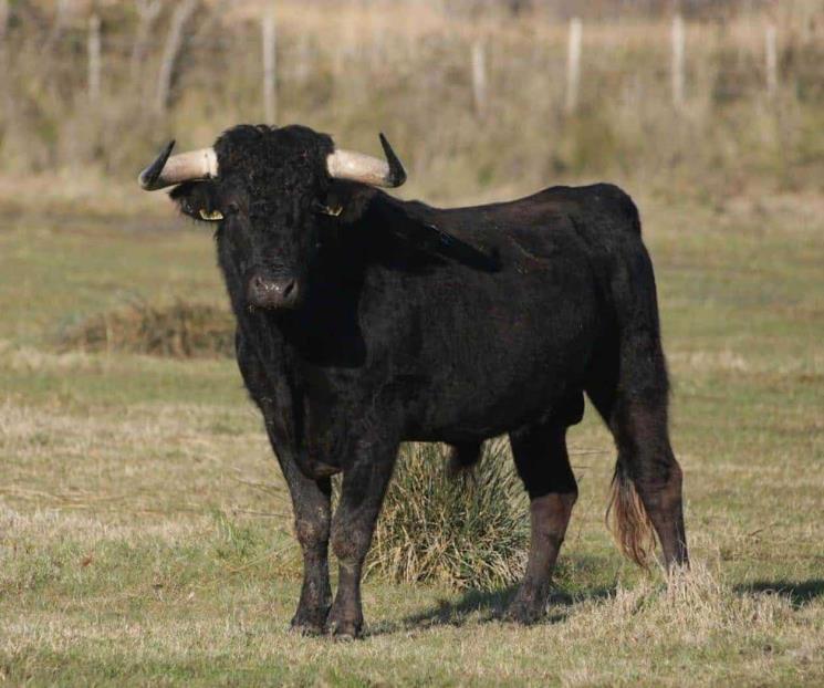 Muere pisado por toro en evento del Día del Padre
