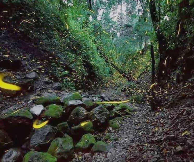 Pese a calor, llegan luciérnagas a santuarios de Amecameca Pese a calor, llegan luciérnagas a santuarios de Amecameca