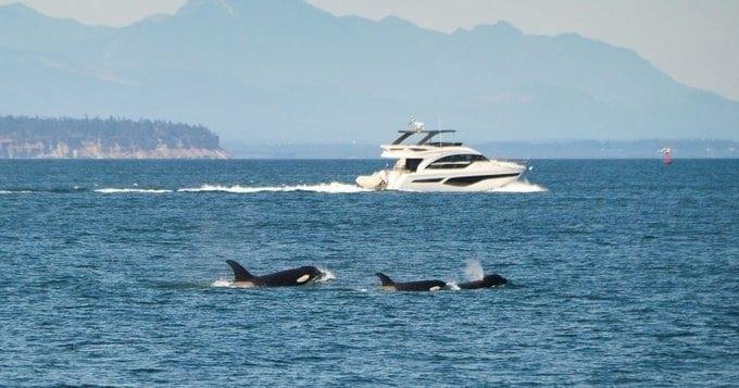 Orcas en mar de España se comportan más agresivas Orcas en mar de España se comportan más agresivas