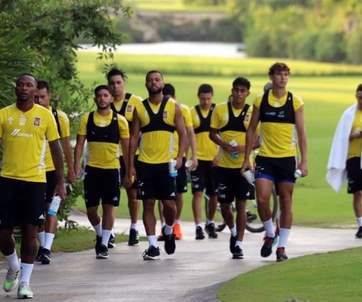 Descansan Tigres por la mañana en la Riviera Maya