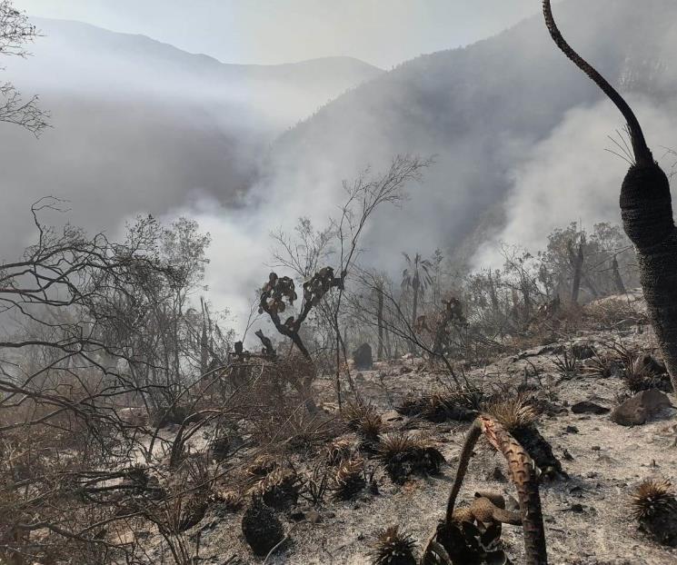 Combaten incendios en la biósfera El Cielo en Tamaulipas Combaten incendios en la biósfera El Cielo en Tamaulipas