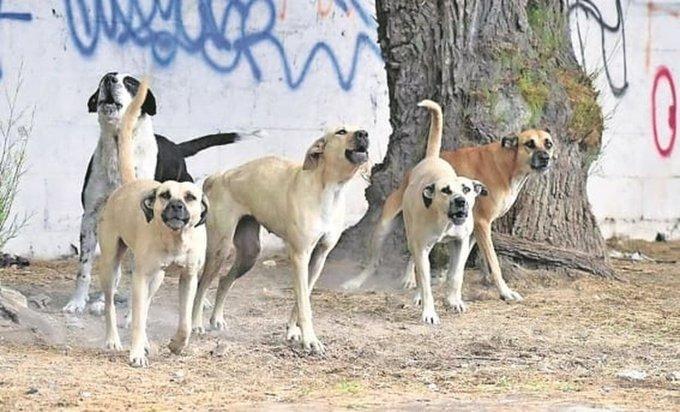 Buscan a jauría que atacó a mujer en Ahome, Sinaloa Buscan a jauría que atacó a mujer en Ahome, Sinaloa