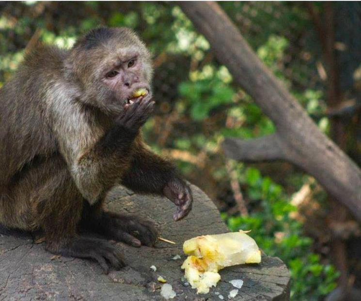 Animales de zoológicos de la CDMX reciben paletas heladas