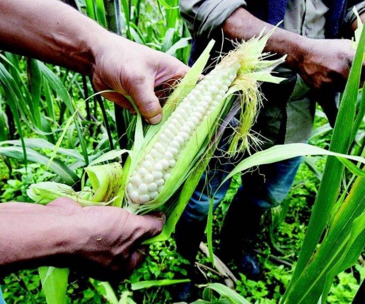 Advierten que arancel al maíz blanco viola T-MEC