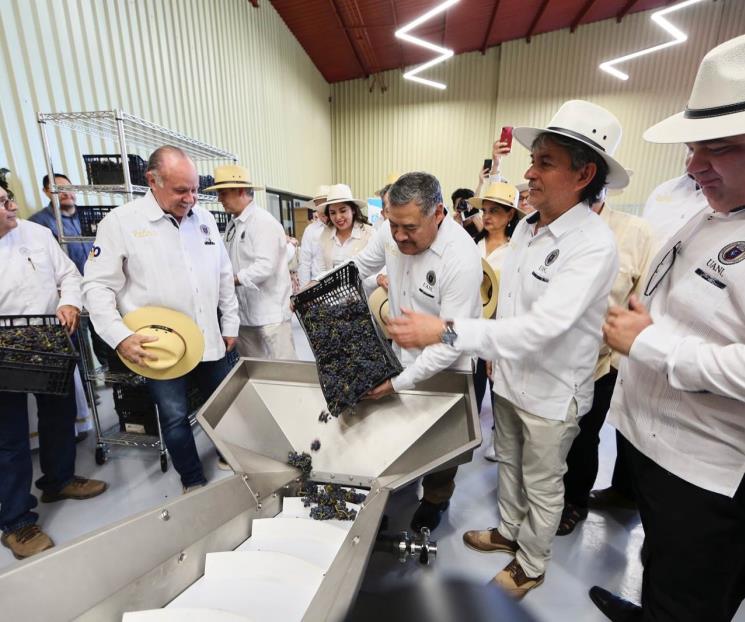 Producirá UANL vino 100% hecho en Nuevo León Producirá UANL vino 100% hecho en Nuevo León