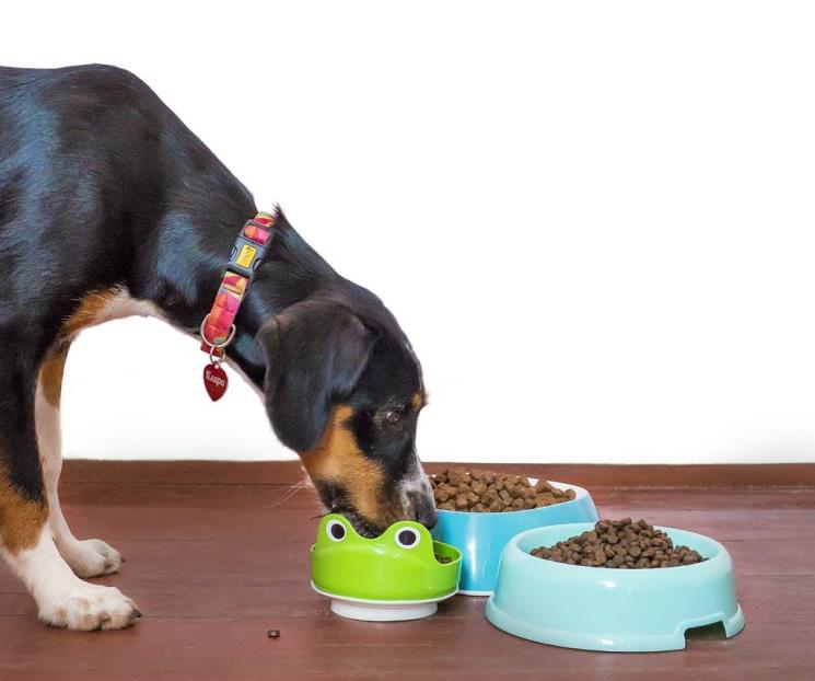 Las marcas de croquetas de perro que no cumplen: Profeco