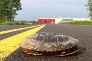 Atropellan a 30 tortugas en Campeche