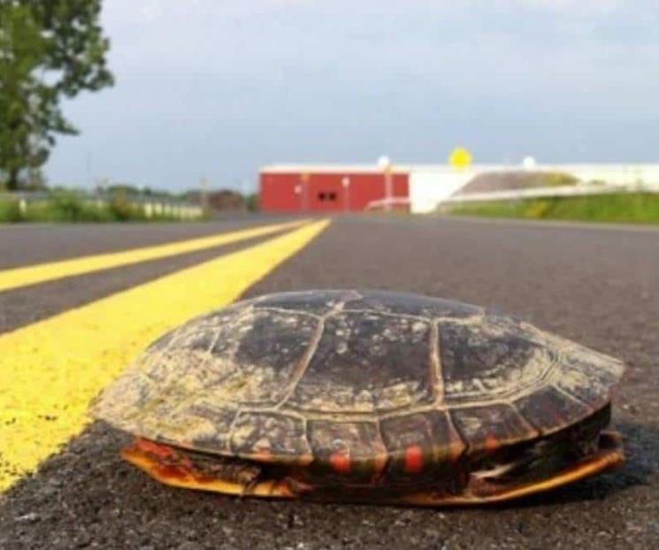 Atropellan a 30 tortugas en Campeche