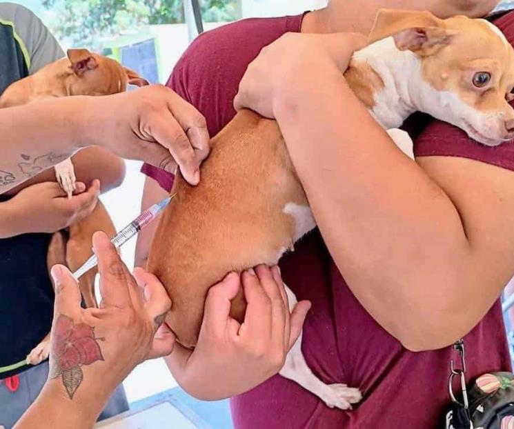 Sigue García con la esterilización gratuita Sigue García con la esterilización gratuita