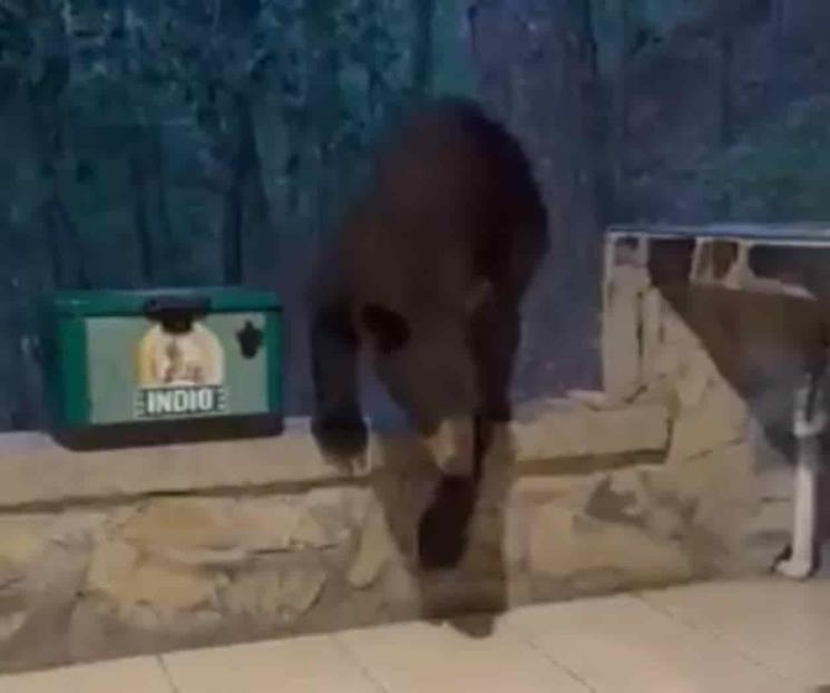 Sorprende Oso a familia en cabaña de Santiago Sorprende Oso a familia en cabaña de Santiago