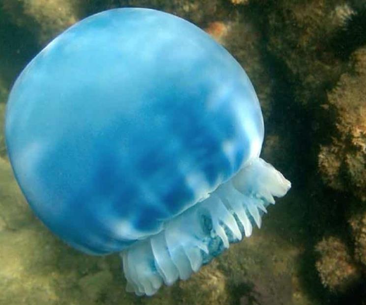 Cártel de Sinaloa se apropia del negocio de venta de medusa