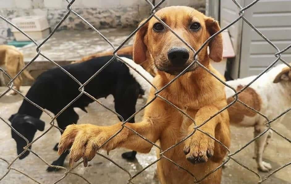 Prohíben adopción o venta de animales menores de 4 meses