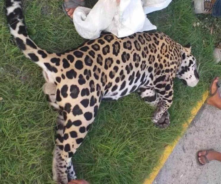 Atropellan a jaguar en la Carretera Cancún-Chetumal Atropellan a jaguar en la Carretera Cancún-Chetumal