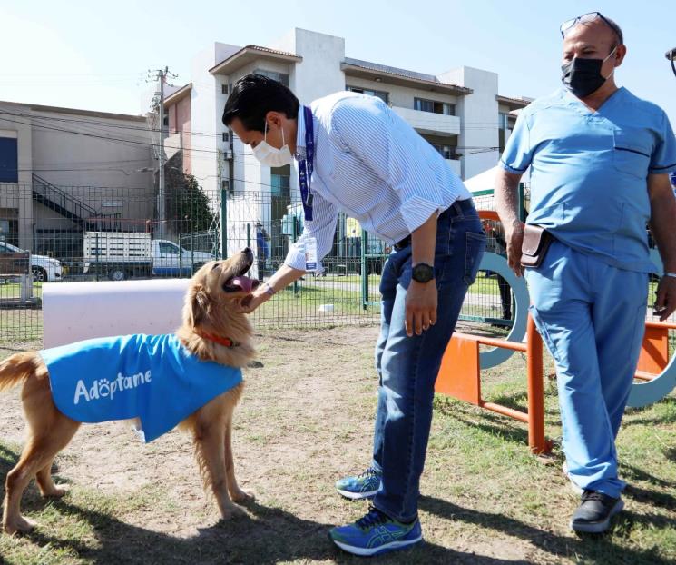 Invita San Nicolás a adoptar perros y gatos rescatados