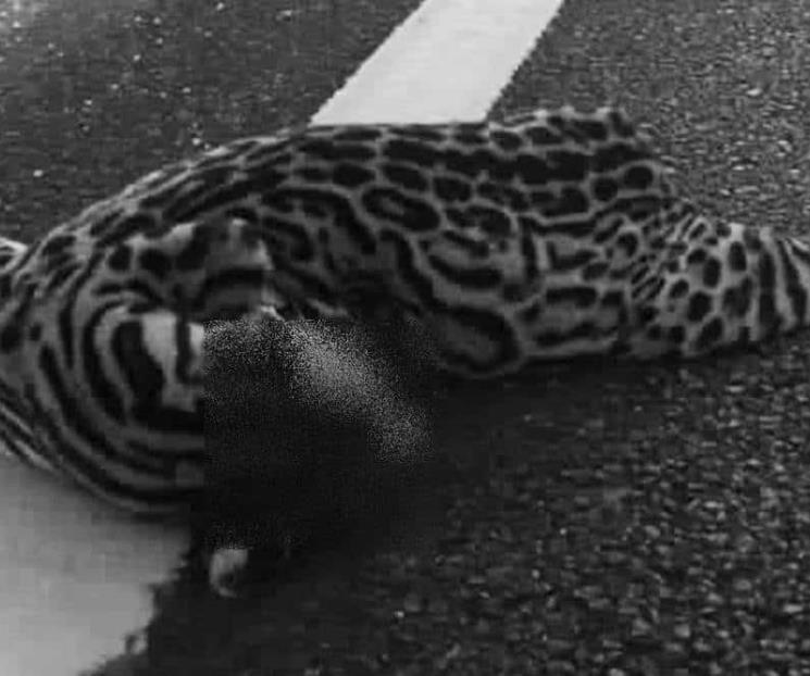 Atropellan a ocelote en la carretera Cancún-Chetumal Atropellan a ocelote en la carretera Cancún-Chetumal