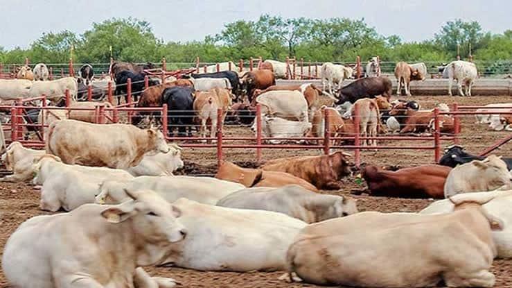Fortalecerá NL sanidad en rastros