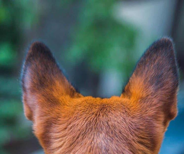 Hombre recupera a su perro perdido