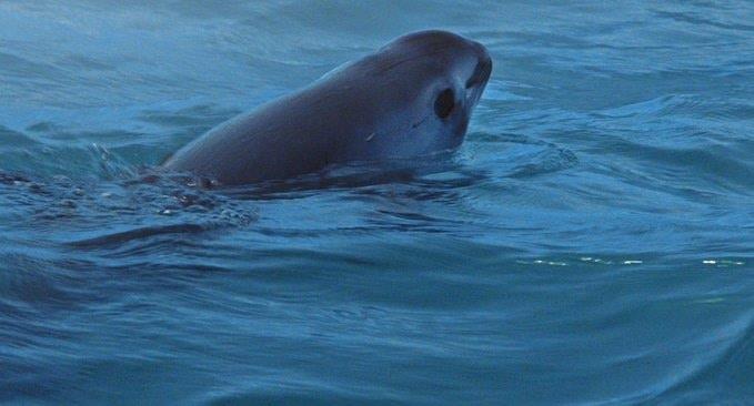 Sancionaría EU a México por no preservar la vaquita marina