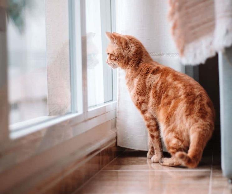 ¿Cómo saber si un gato tiene gripe aviar?