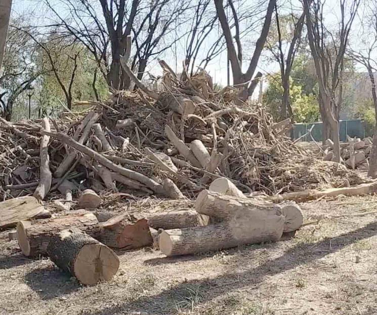 Asegura Monterrey que tala en el Niños Héroes fue legal Asegura Monterrey que tala en el Niños Héroes fue legal