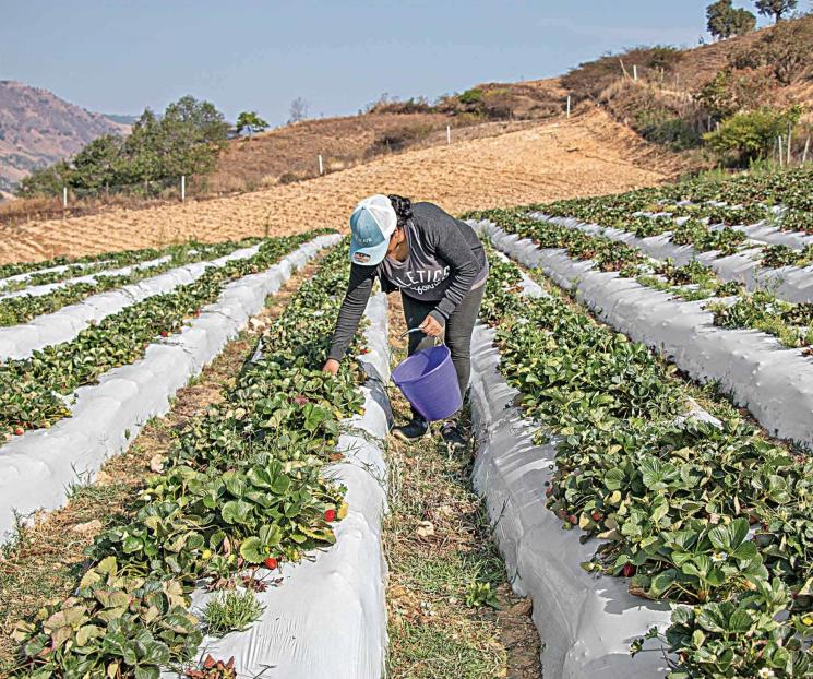 Actividad económica superará 3% este año: Inegi