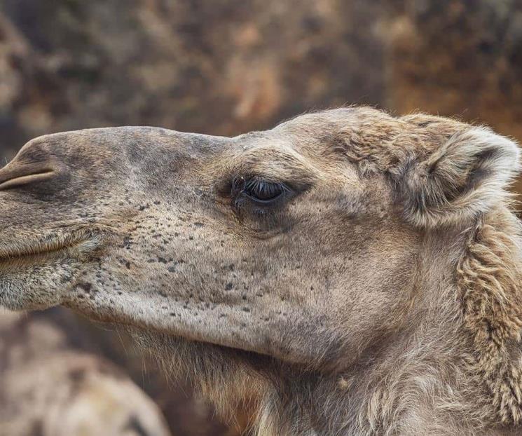 OMS confirma caso de MERS-Cov detectado en Emiratos Árabes