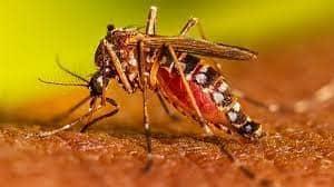 Dengue ataca en silencio a América