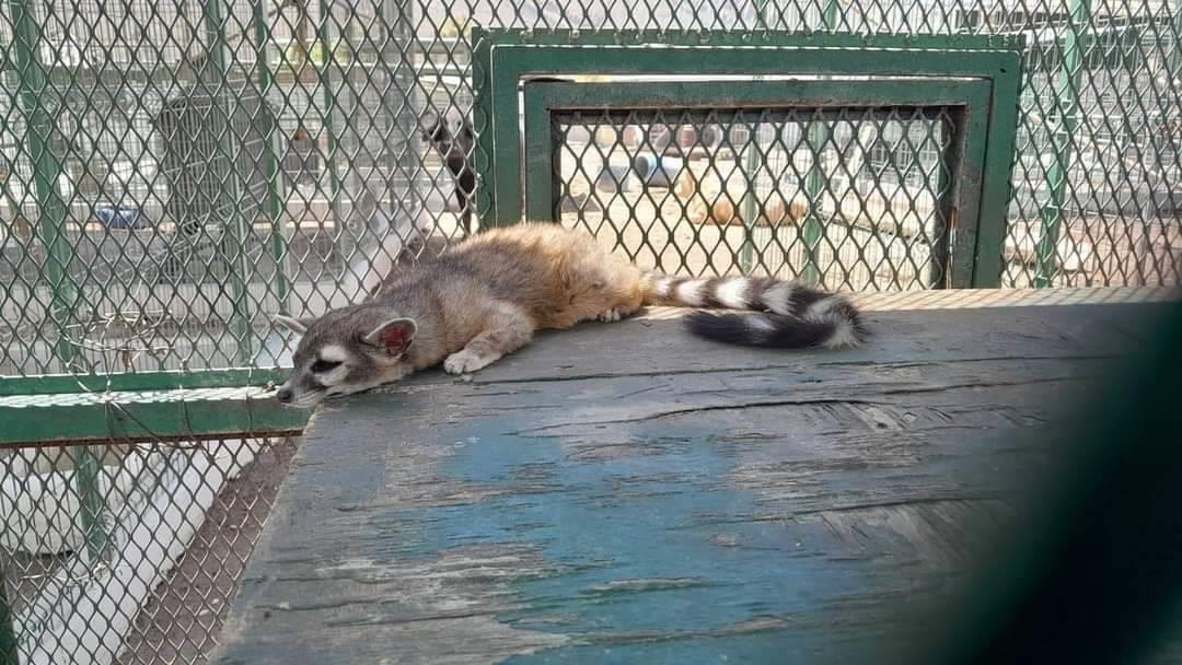 Suspenden quinta que exhibía animales exóticos