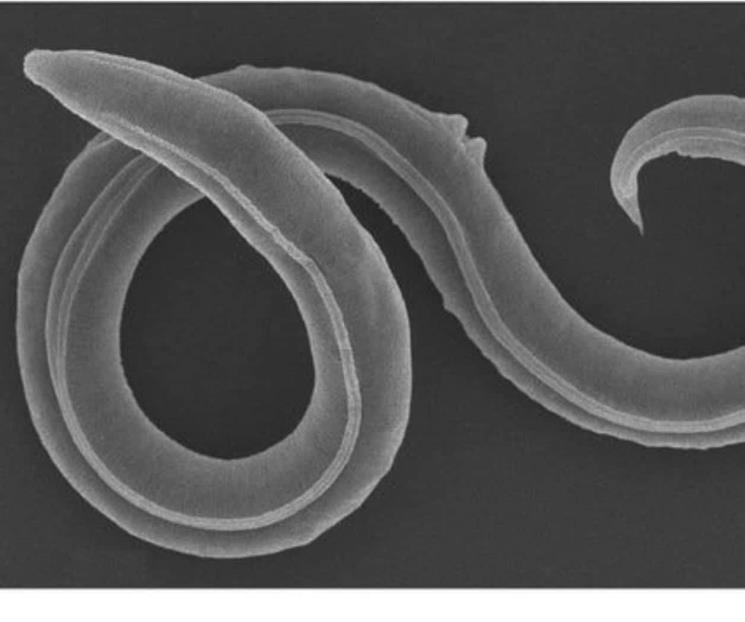 Reviven gusano que estuvo 46 mil años congelado en Siberia